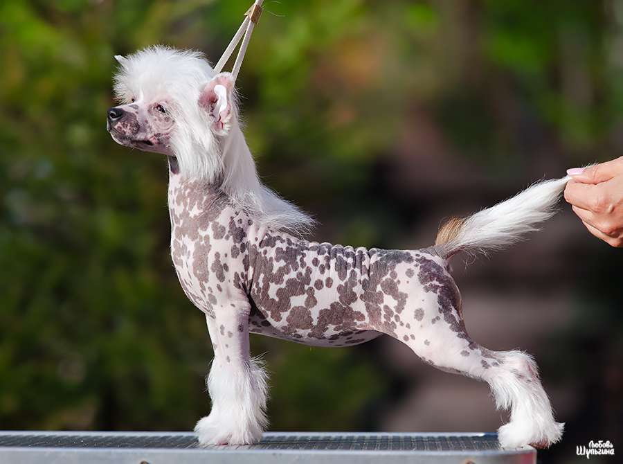 My Vanity Fair Kristall