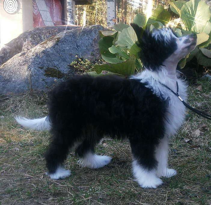 Tippytoes Helga Hufflepuff