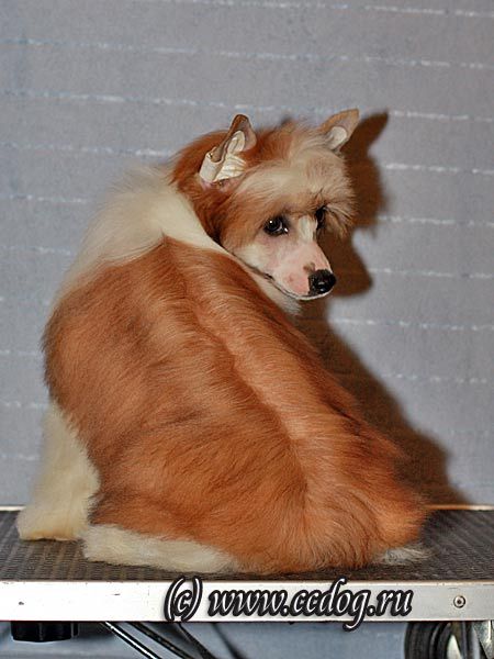 Olegro Katrin Odry New