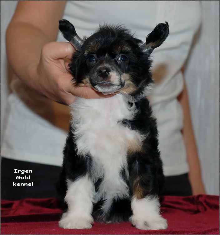 Irgen Gold Al Pacino