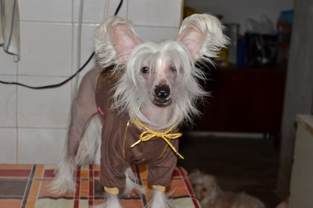 Fantastik Kashmir Kerri