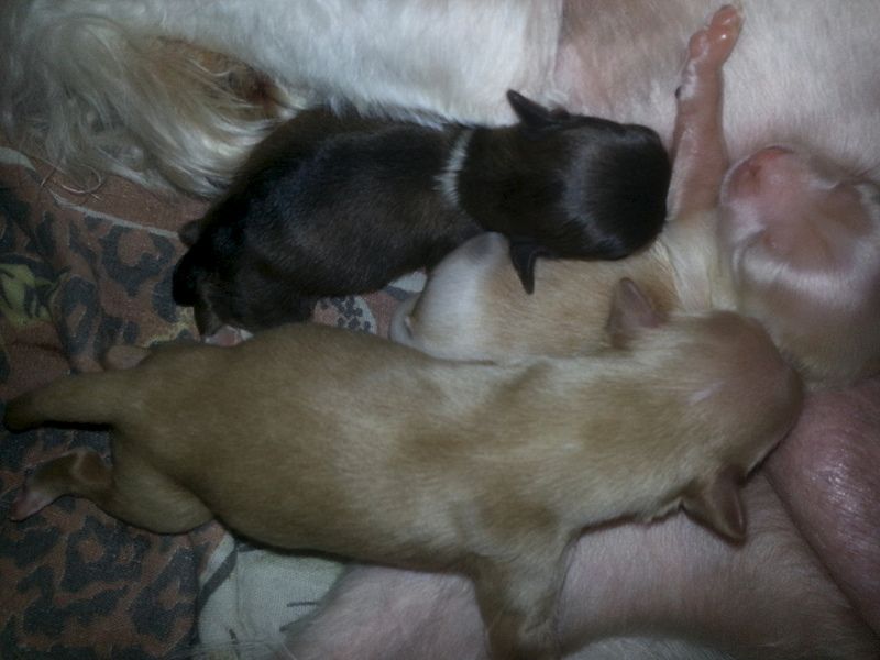 Ognenny Lotos Chans Elize