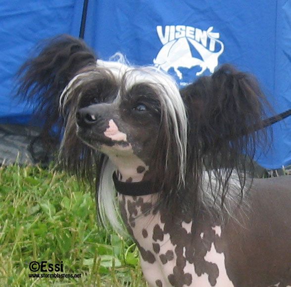 Windy Evening Melwa Anar