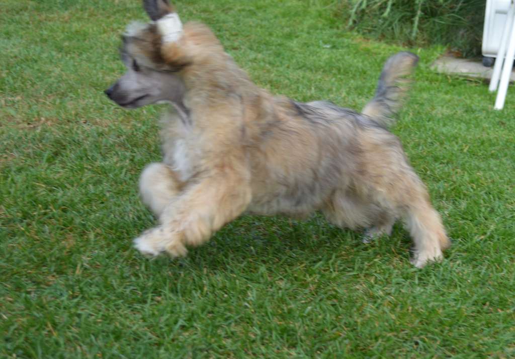 Kashmir  von Shinbashi