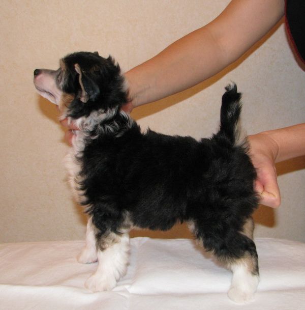 Dogland Happy Hortenzia