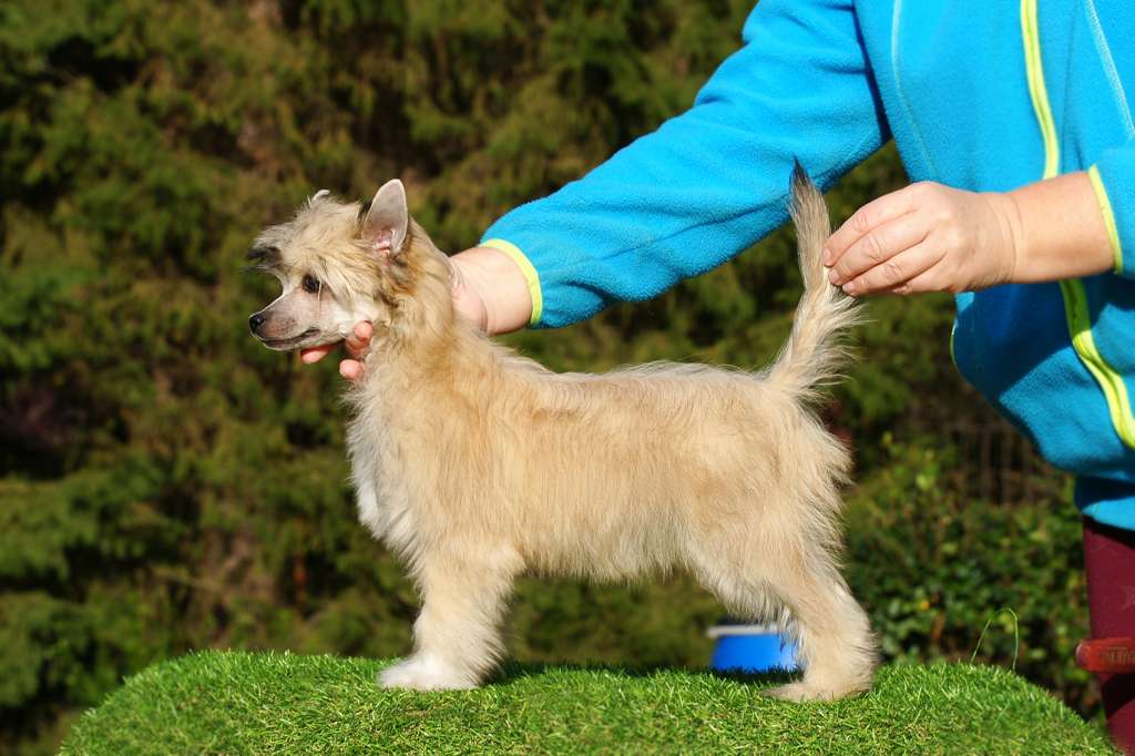 Incanto Del Mondo Pasjans