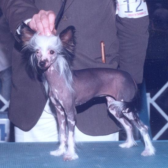 Kotickee's Galaxy Quest