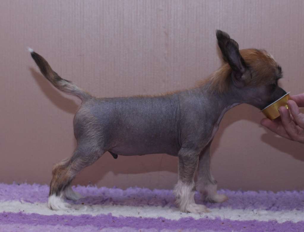 Artic Flyer's Kick It