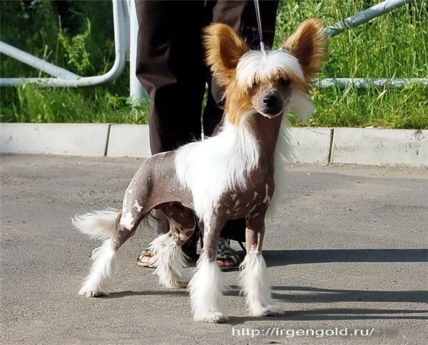 Irgen Gold Viktor Valdes 