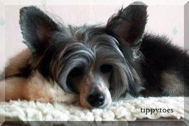 Tippytoes Harry Houdini