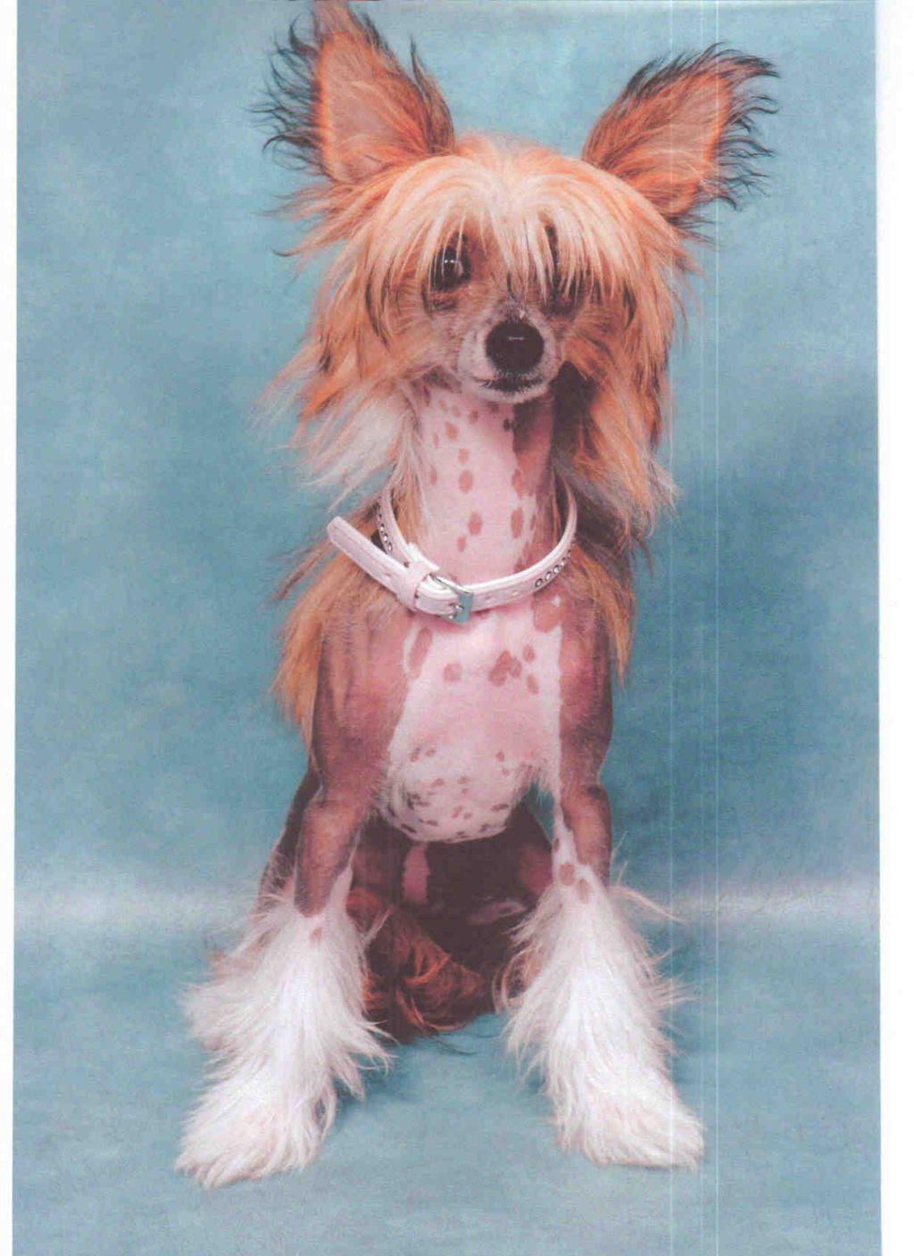 Attrei  Teera Modry Vanek