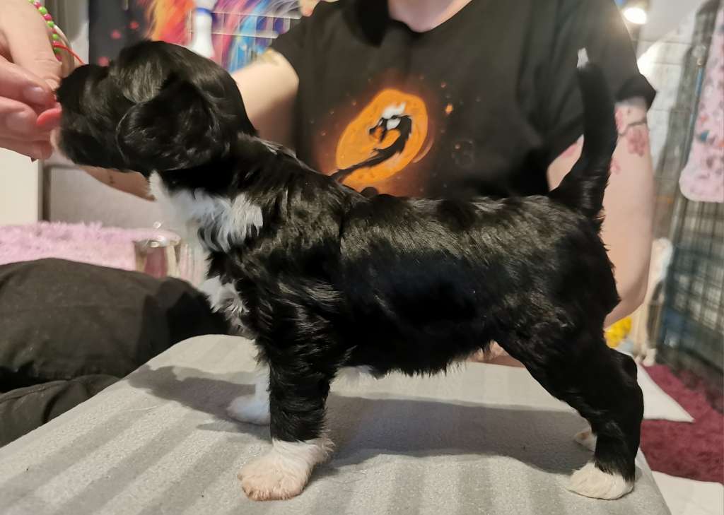 Xtra Bold Perfect Ten Liners