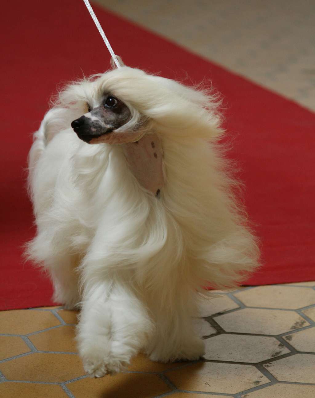 Love me tender des Picholines