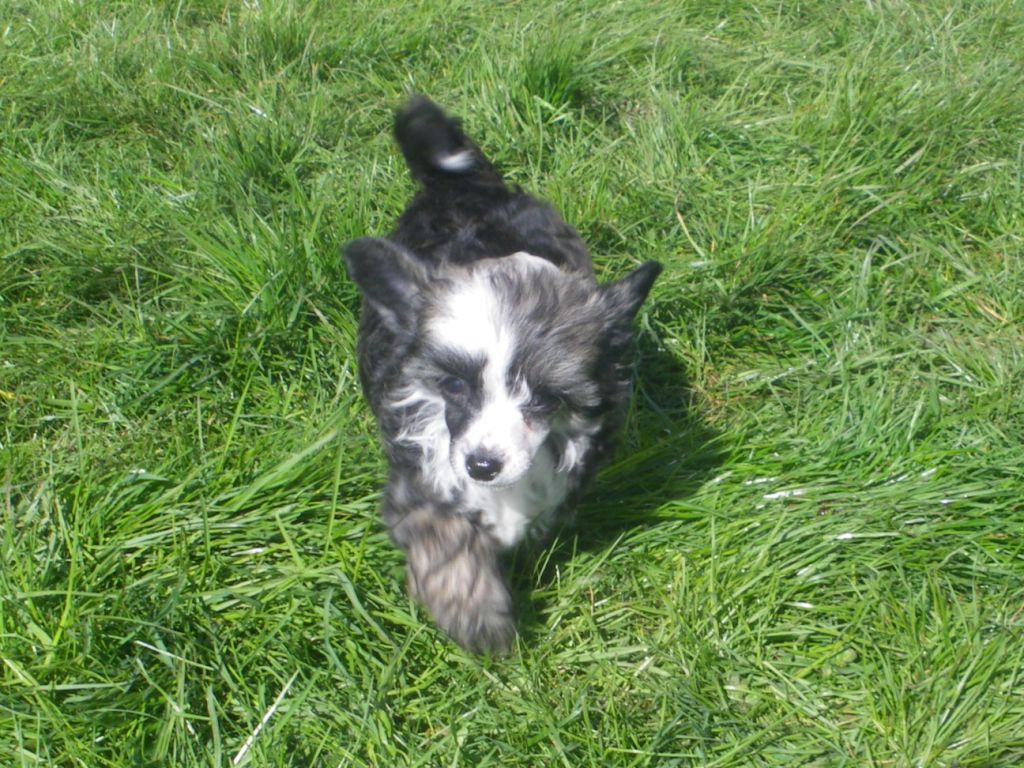 Gandalf  Du Jardin De Guanglying