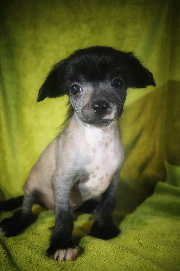 Myrnas Mignon Étoile Beautiful Sky