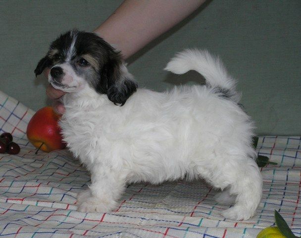 Elfgrace Merry-Go-Round