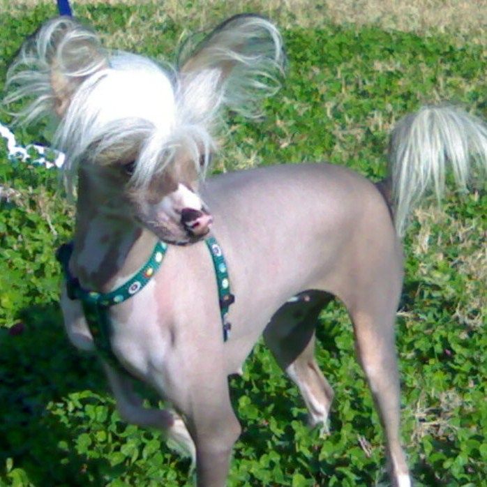 Toya de Piedra Caida