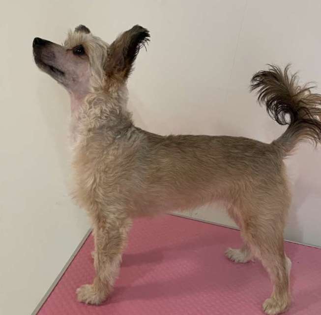 Crestilux Hidden Harmony