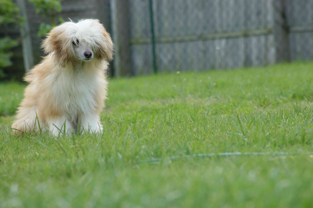 Brauny-Jane von TAJA