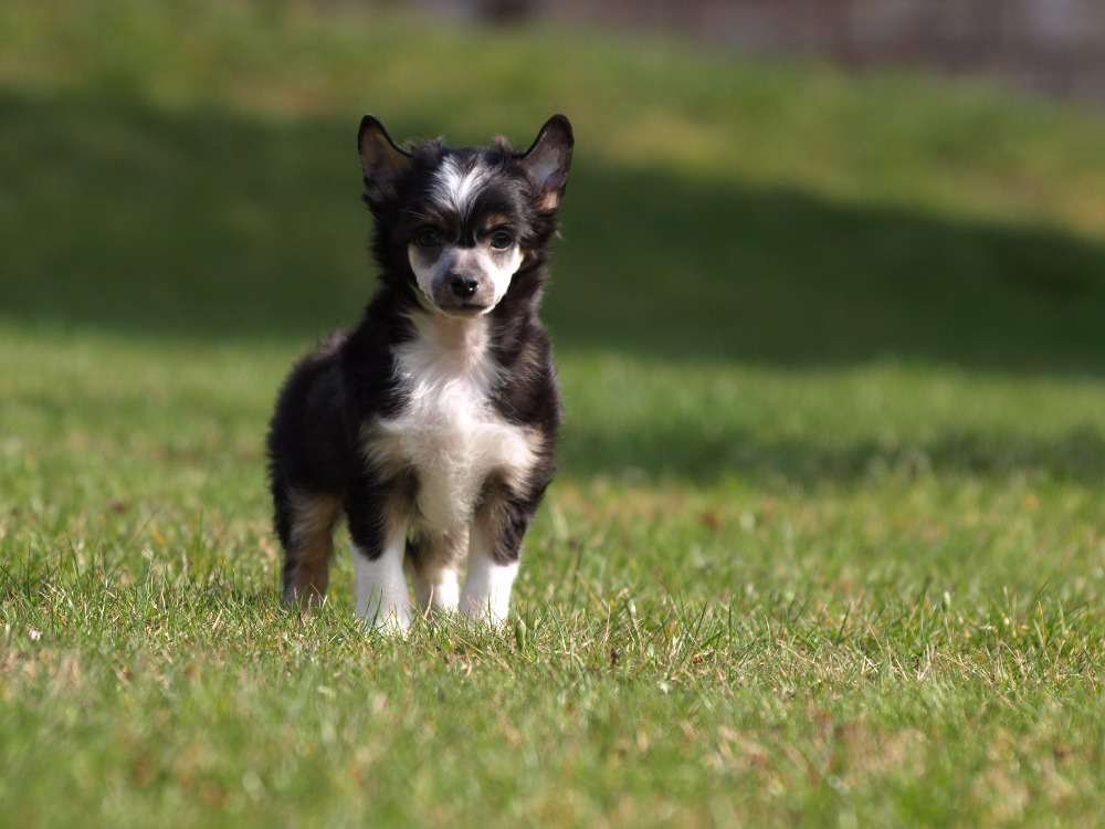 Norwig Mikkel Pazzda