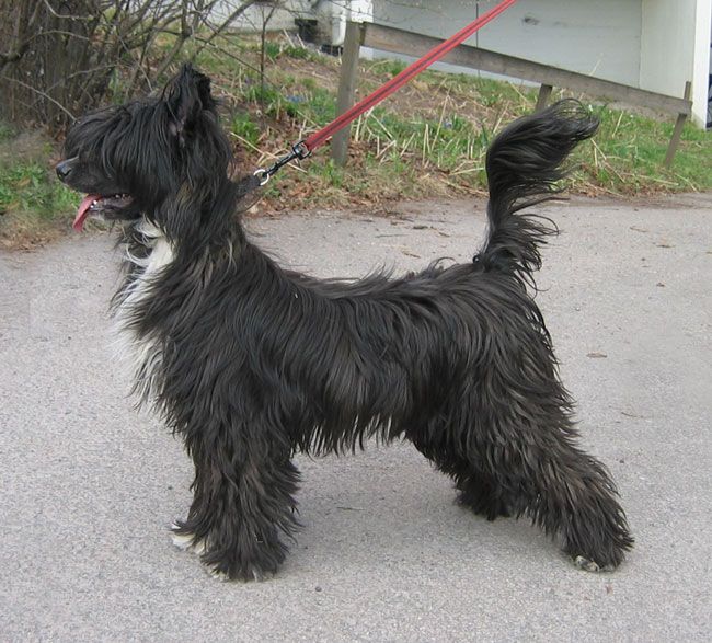 Stormblåstens Last Czarnian