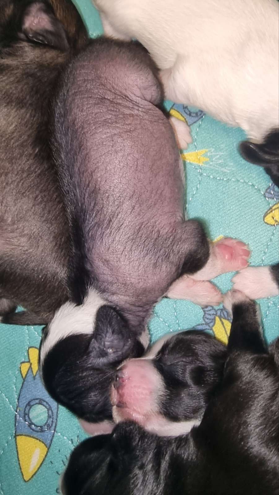 Bestas Barkley By Grakstuole