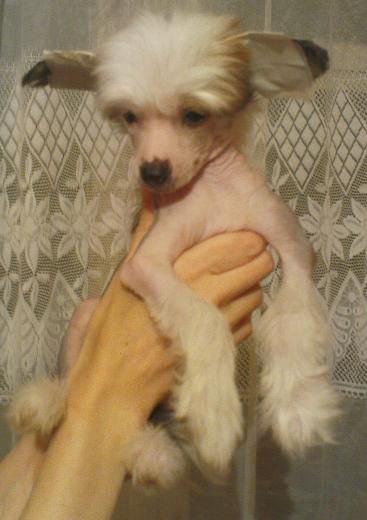 Sharman Vip Prestizh Shumaher