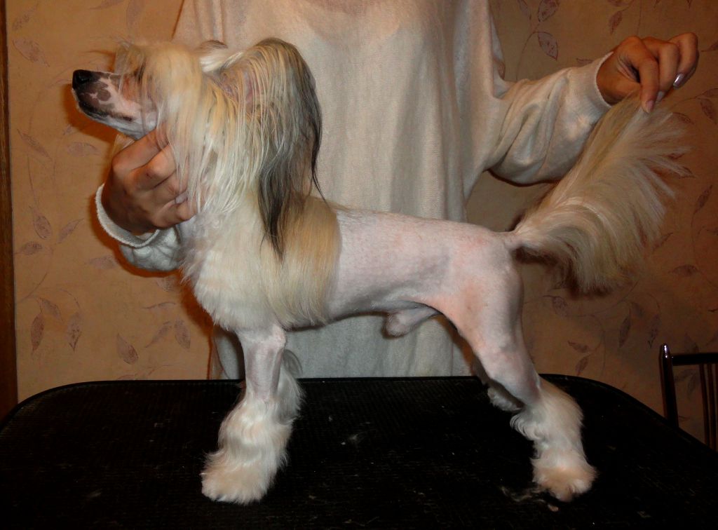 Chak Charlston Bonus Westtai