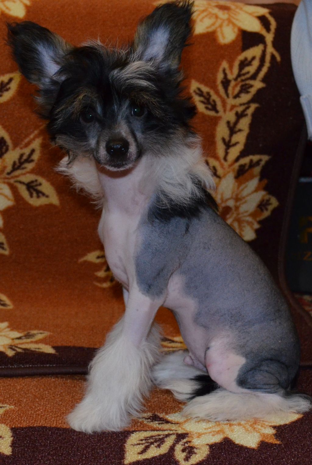 Ognenny Lotos Ser Rishard