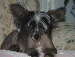 CC Paradise Sultan Of Charisma