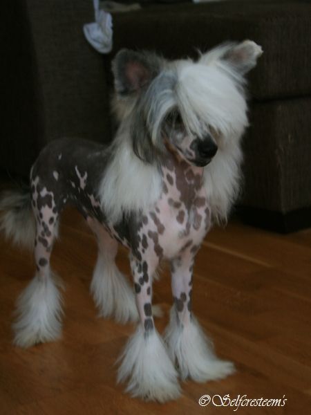 Leibwache Doc Holliday