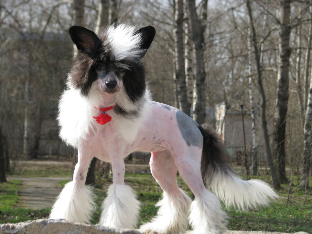 Novella Liricheskaya