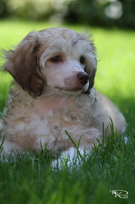 Andromeda Rea Maytay's Minng