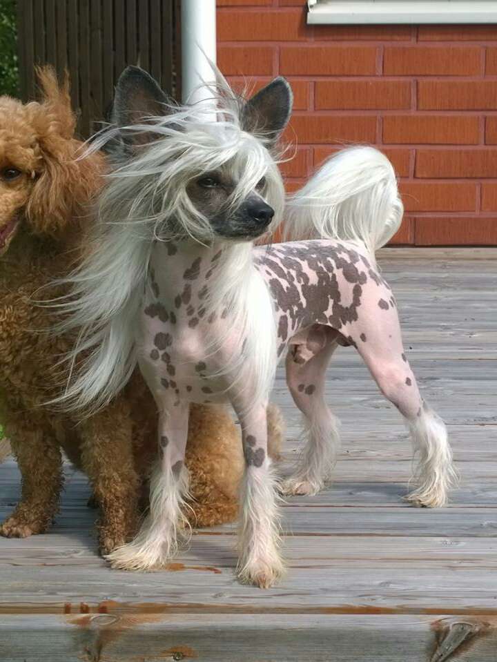 Black-Diva's A Dreamer