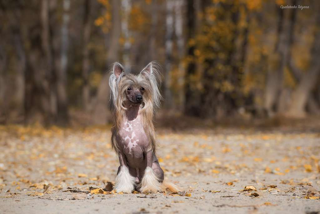 Olegro Katrin Naruto