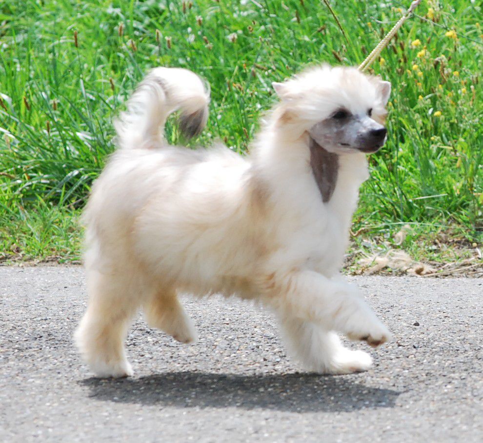 Little Dog Of Dream Just a Dandy