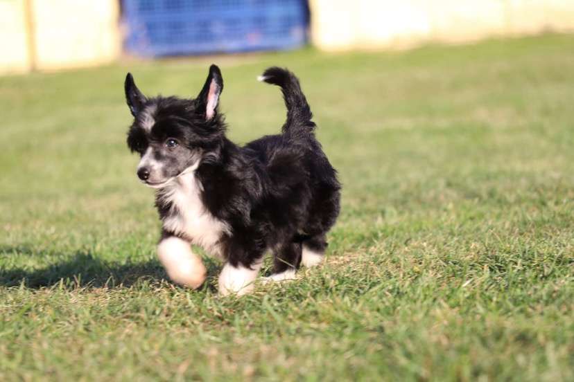 Girls Like You Princes de la Roses