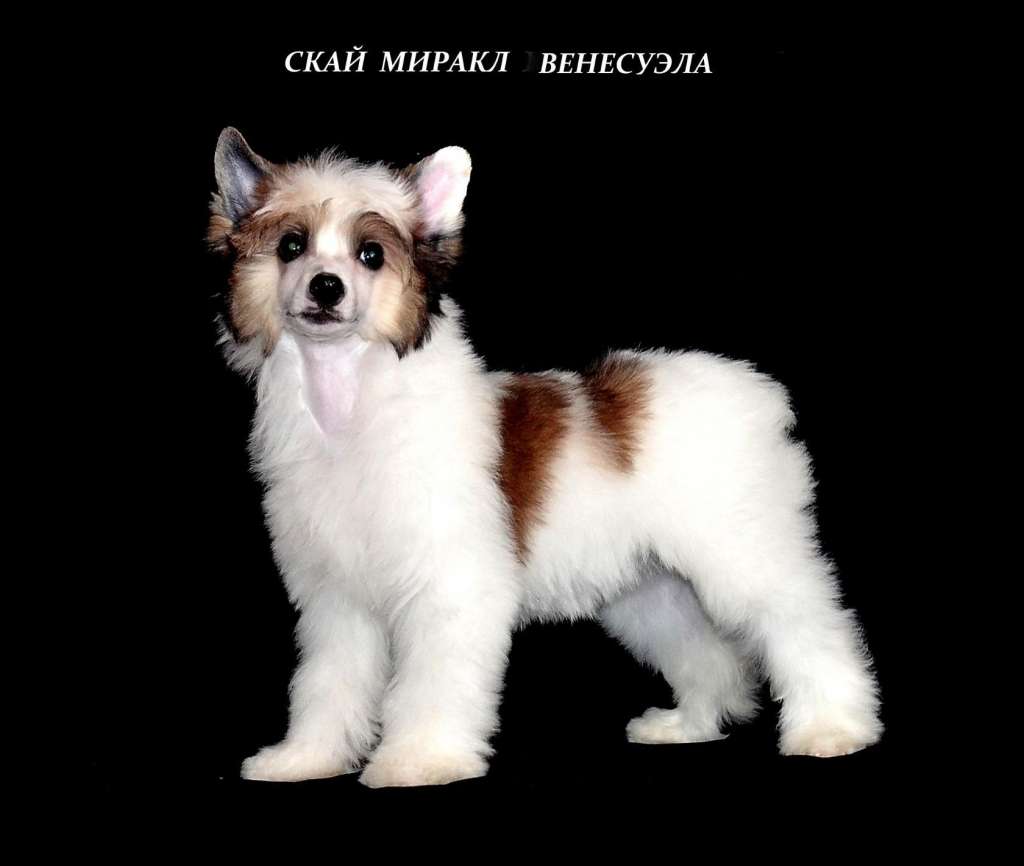 Sky Miracle Wenesuella