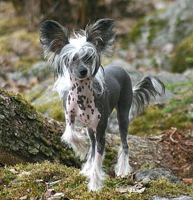 Zorrazo Disney Design