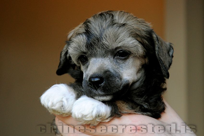 Practical Hero Moonlight Rose