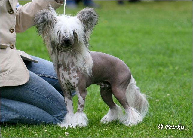 Sun Dan Double Agent