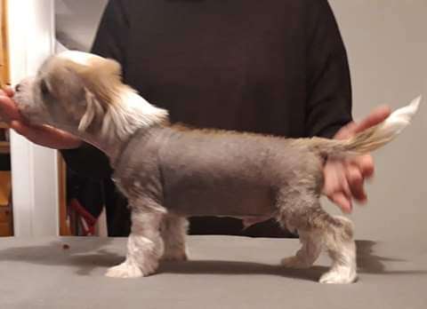 Windy Willow's Winter is Coming