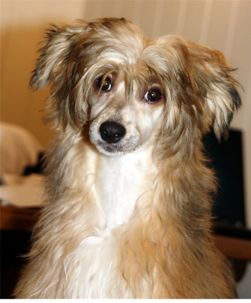 Cipracrest's Eastside Chapter