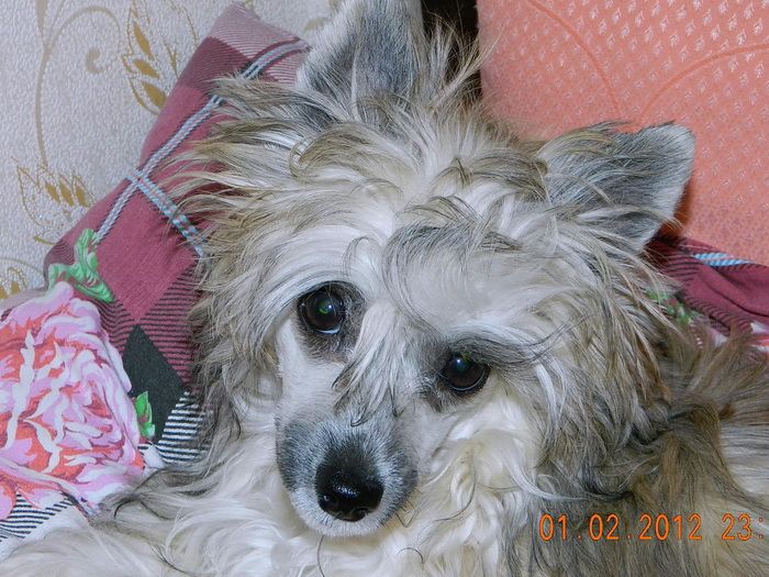 Irgen Gold  Magnolia Mylight