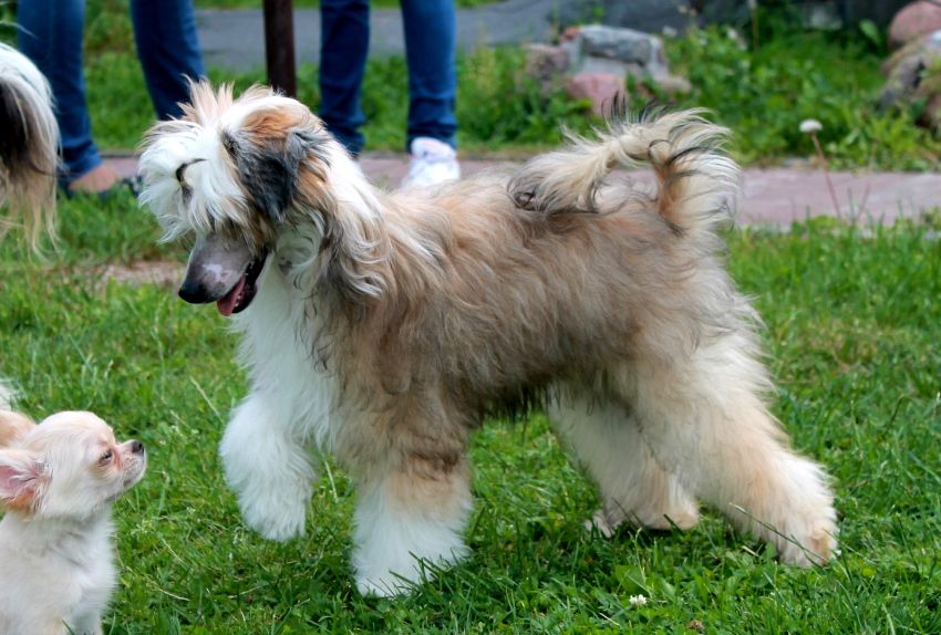 Gift  Feiri  For  My  Soul