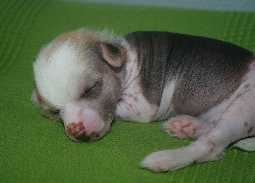 Herman Herbeus Avrina