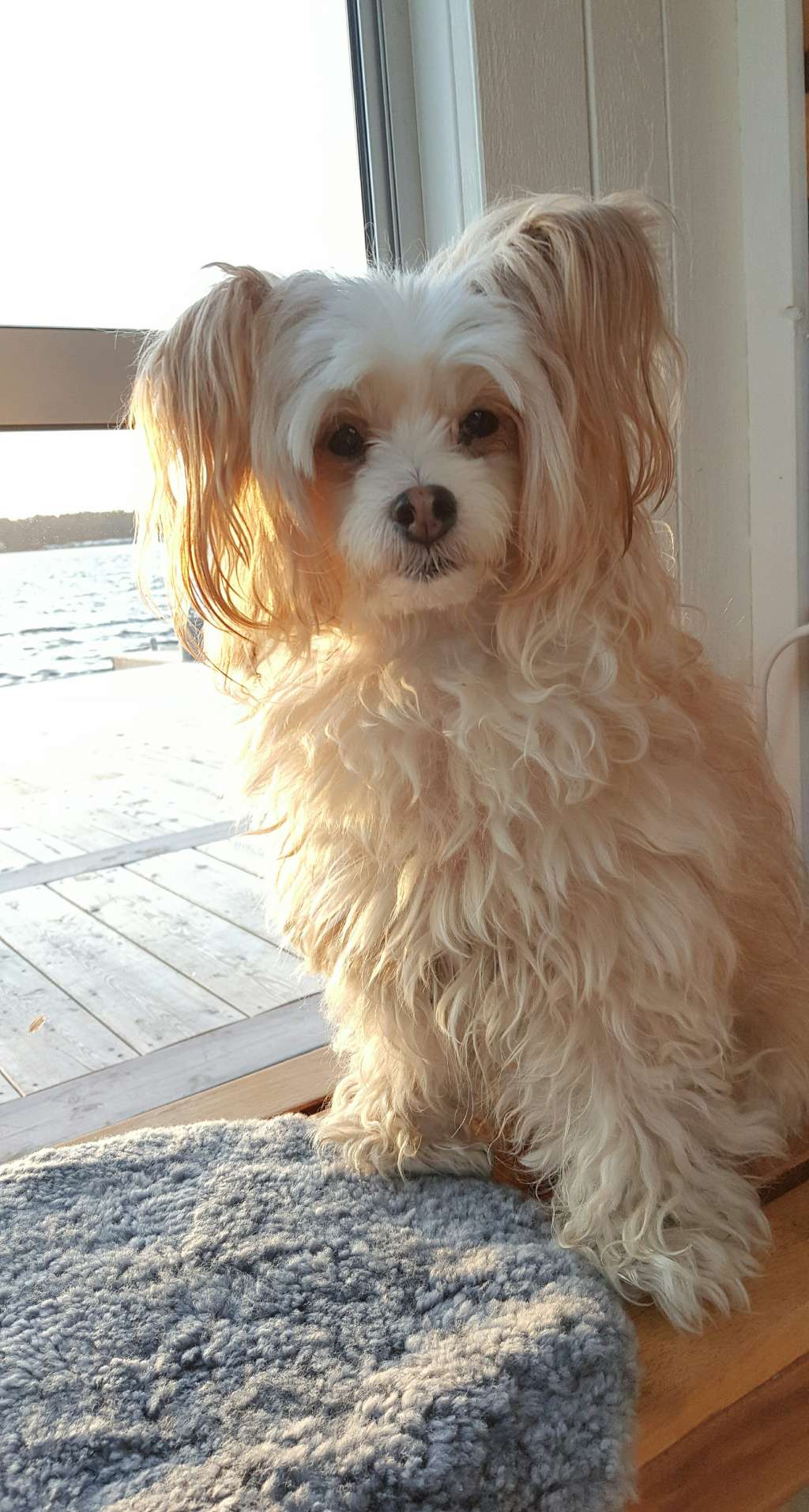 Ridgecrest's Starshine Girl