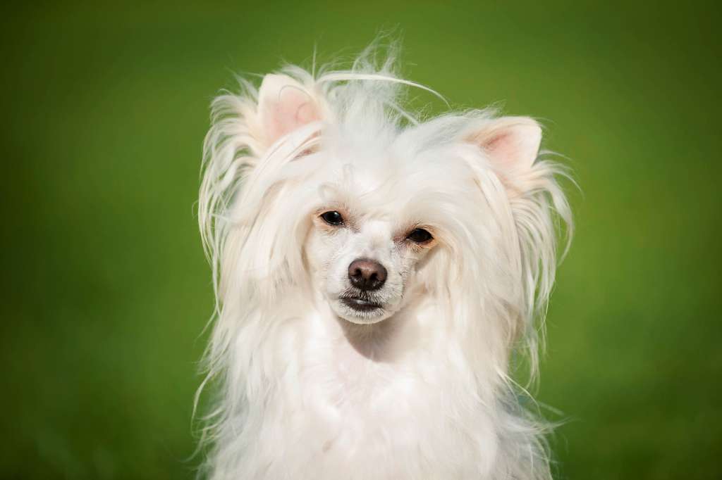 Lemon Lipton  von Shinbashi