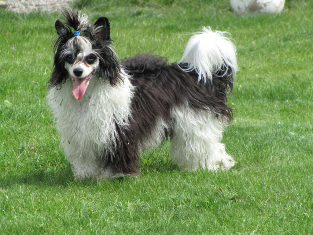 Chattanooga's Kuka On Kingi