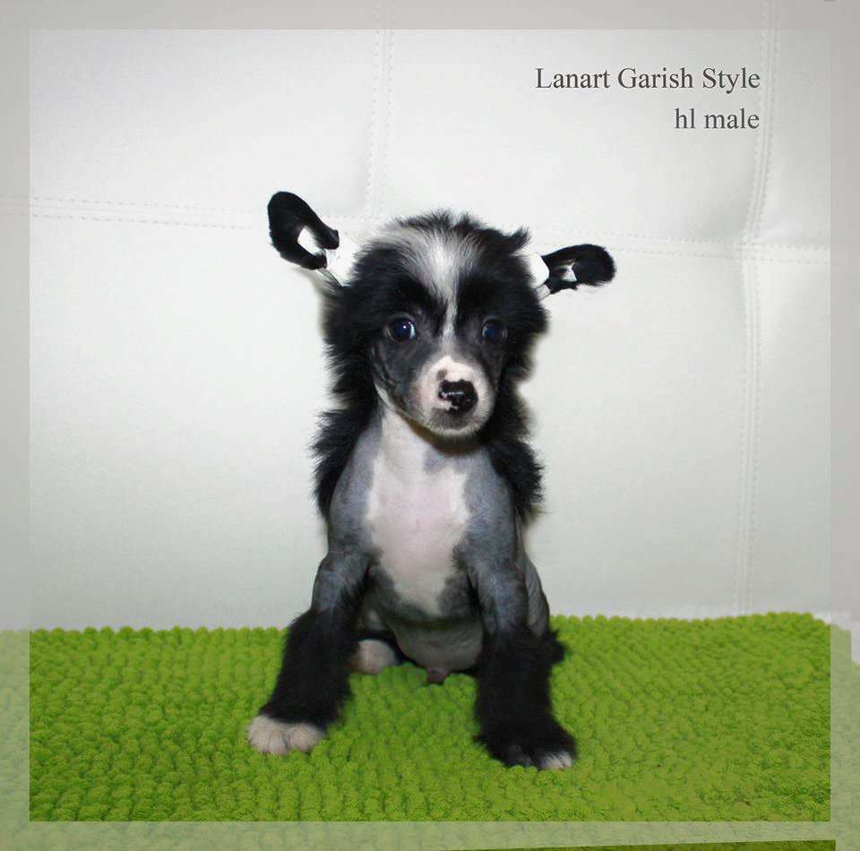 Ksolo Club Garish Style Lanart